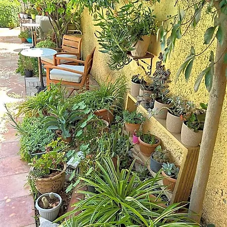 Danlin גוג'ק